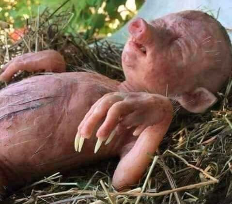 INSÓLITO: Espeluznante criatura mitad humano mitad cerdo es encontrada en Veracruz