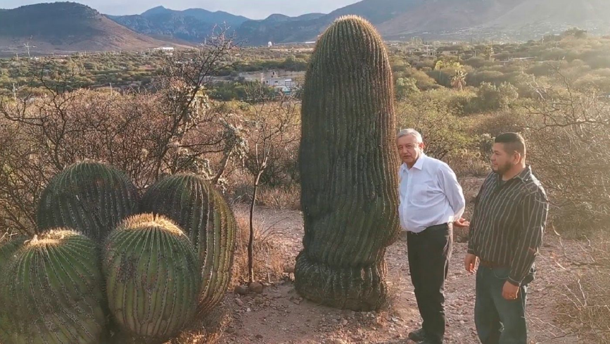 AMLO llega de gira a Tierra Blanca, Guanajuato; presume gigante cactácea (VIDEO)