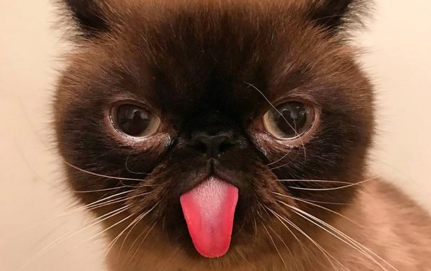 VIRAL: Ikiru, el gato con la lengua de fuera que conquistó Instagram (FOTOS)