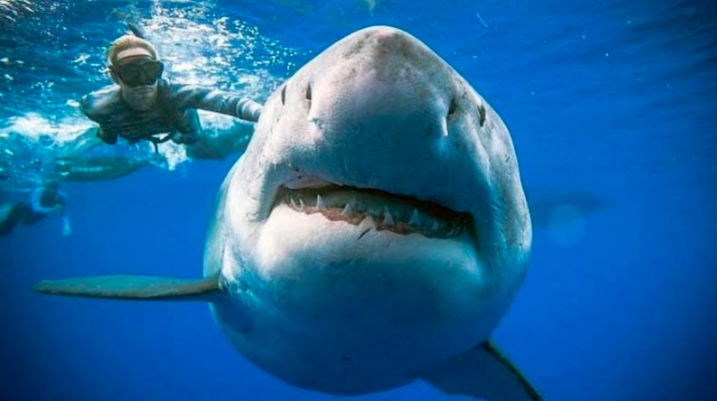 Los piratas chinos, una amenaza para el tiburón blanco