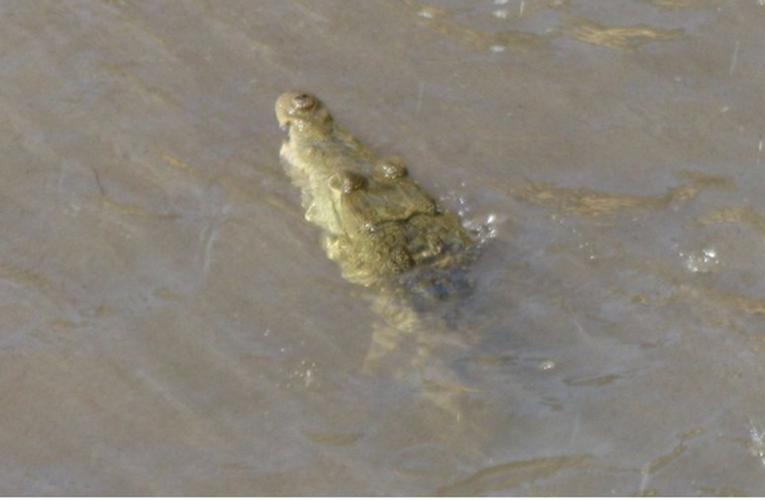 Playa del Carmen: Estudiarán posible hibridación de dos especies de cocodrilos