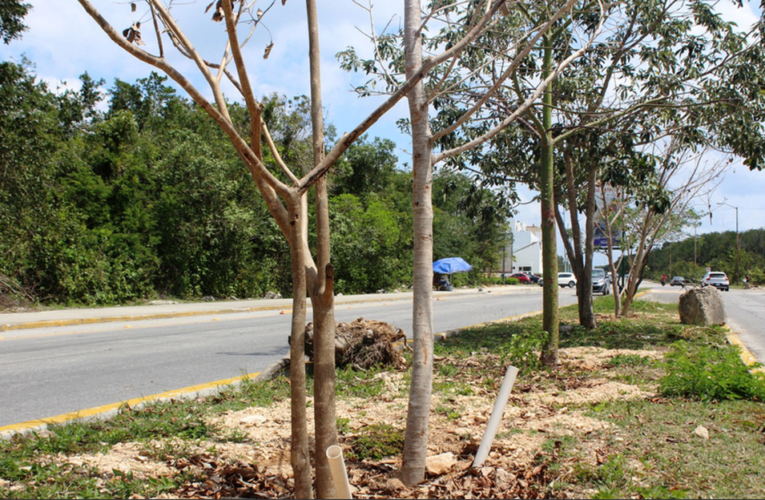 Tren Maya triturará mil 200 árboles en Quintana Roo