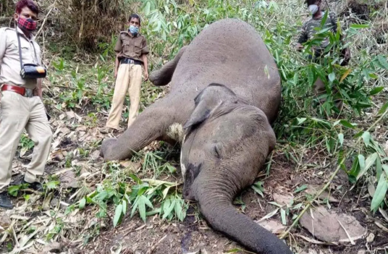 Mueren 18 elefantes al ser alcanzados por un rayo