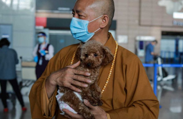 El monje que salvó a 8 mil perros callejeros (y no vendió su Ferrari)