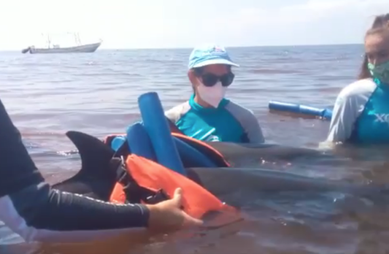 Activistas denuncian a Dolphin Discovery por muerte de delfines