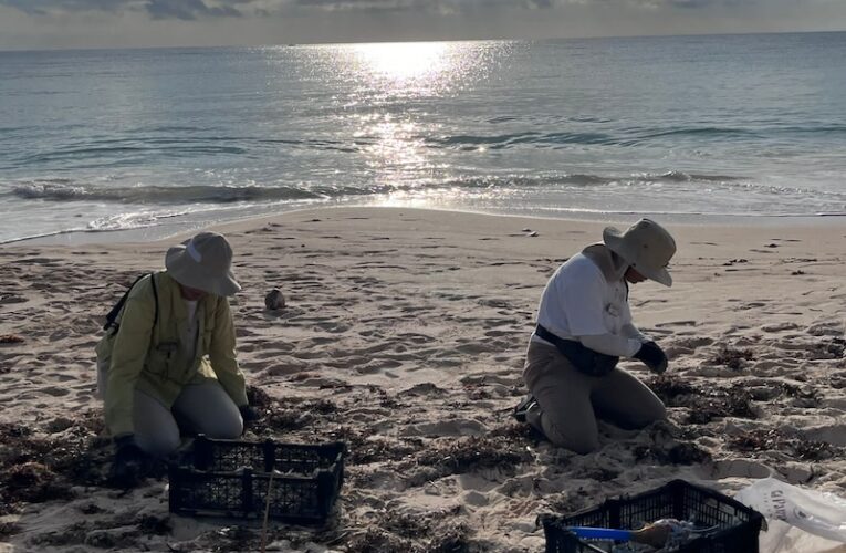 Destacan logros en la limpieza de residuos marinos en la Riviera Maya