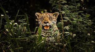 Captan a jaguar caminando en residencial de Quintana Roo