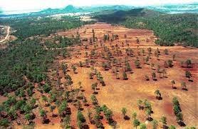 México no firma acuerdo para detener la deforestación hacia el 2030 en COP26