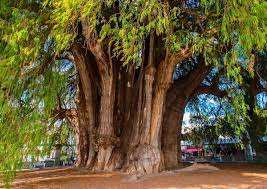 Cuál es el árbol más grande de México y en dónde se encuentra