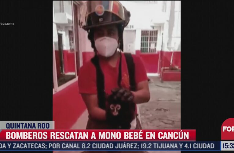 Rescatan a mono bebé extraviado en calles de Cancún, Quintana Roo