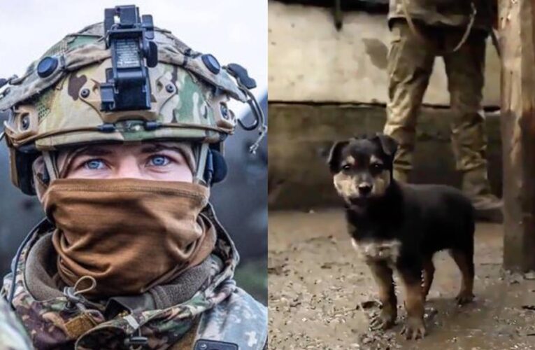 Soldados ucranianos adoptaron a un perrito que se estaba congelando: ahora monta guardia para ellos