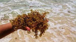 Está llegando más alga roja que sargazo a Playa del Carmen: Zofemat