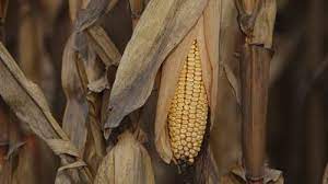 EU ‘pone bajo lupa’ oferta de México sobre bloqueo a maíz transgénico
