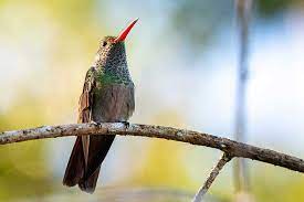 ¿México acabará con sus colibríes?