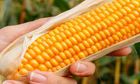 México no puede comprar maíz amarillo: AMLO