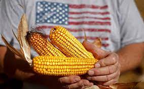 Piden en EU activar controversia contra México por escollos a maíz amarillo