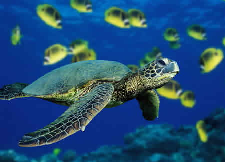 Alistan festival en pro de la tortuga marina en Playa del Carmen