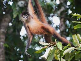 Hubo 9 avistamientos de monos araña en Playa del Carmen en 2022; 2 fueron atropellados