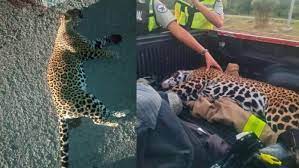 Jaguar atropellada en Playa del Carmen, iba a dar a luz en dos días