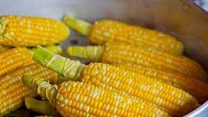 "Decepciona" a EU freno de México al maíz transgénico
