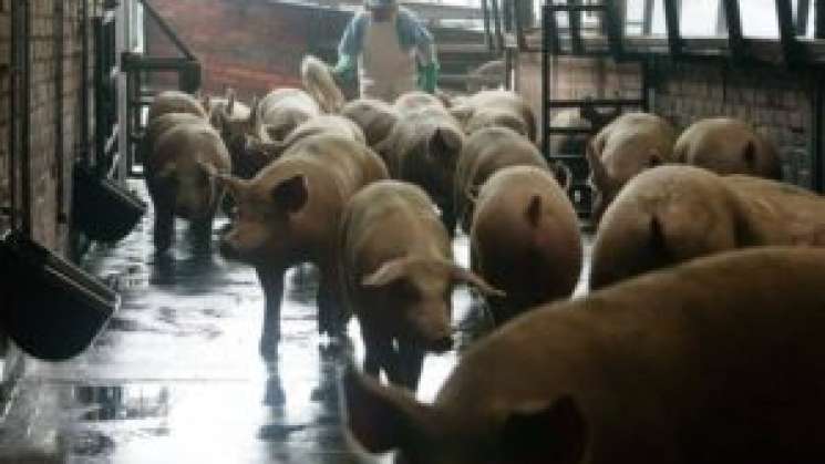 Destaca México como productores y consumidores de carne de cerdo