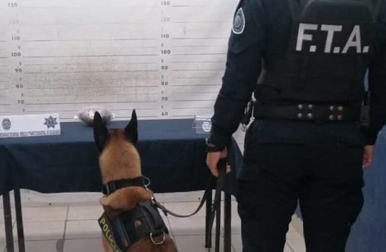 Unidad canina encuentra paquete con droga en zona de Playa del Carmen