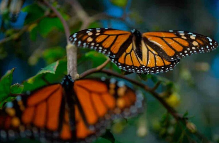 Ingresarán a México grupos de Mariposa Monarca