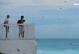 Arribo masivo de mariposa sorprende a Cancún; esto es lo que sabemos