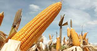 ¿Debe México evitar una pelea del maíz con Estados Unidos?