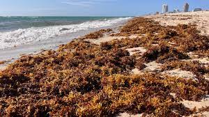En plena Semana Santa el sargazo invadió las playas de Quintana Roo