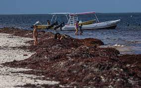 Incremento de sargazo en Playa del Carmen afecta a empresarios