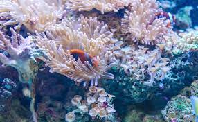 Quintana Roo: Restauran más de 20 mil corales del Caribe mexicano