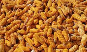 México intenta resolver disputa con EEUU por maíz