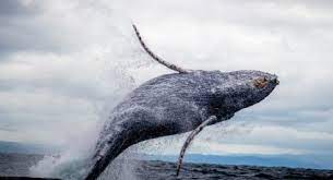 ¡Espectáculo natural! 3 especies de ballenas que puedes ver en México