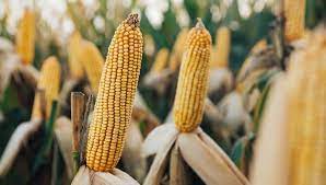 Restricciones al maíz tienen a México y EEUU a las puertas de un nuevo choque comercial