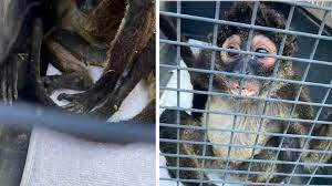 Mono araña fue “detenido” por ocasionar incendio en casa de Playa del Carmen