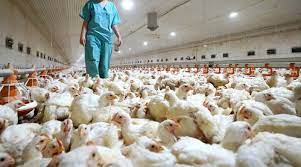 México implementa acciones tras el primer caso de gripe aviar
