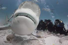 Toma auge temporada de avistamiento del tiburón toro en Playa del Carmen