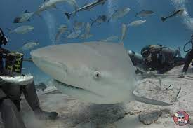 Va muy bien la temporada de tiburón toro en Playa del Carmen; podría cerrar el año al 100%