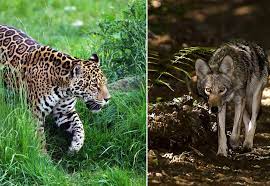 Coyotes desplazan a los jaguares en la selva maya de Playa del Carmen
