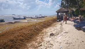 Analizan cerrar playa El Recodo de Playa del Carmen por sargazo