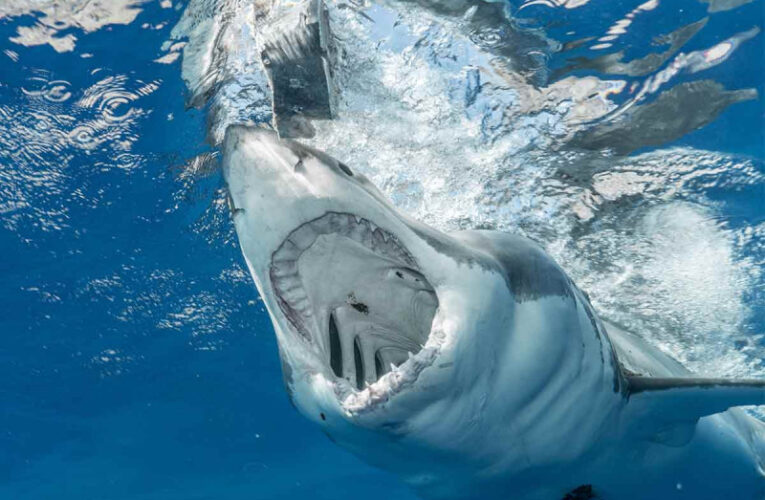 Turista muere tras ser atacado por un tiburón en Francia