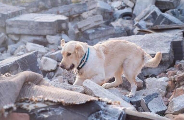 Rescata a su amo en Turquía, atrapado en los escombros