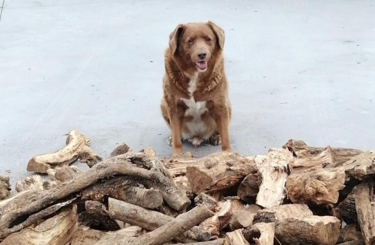 Bobbi es el perro vivo más viejo del mundo y rompe récord Guinness