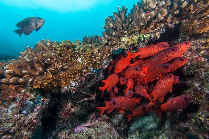 Arrecifes de coral de Pacífico podrían sobrevivir hasta el 2060