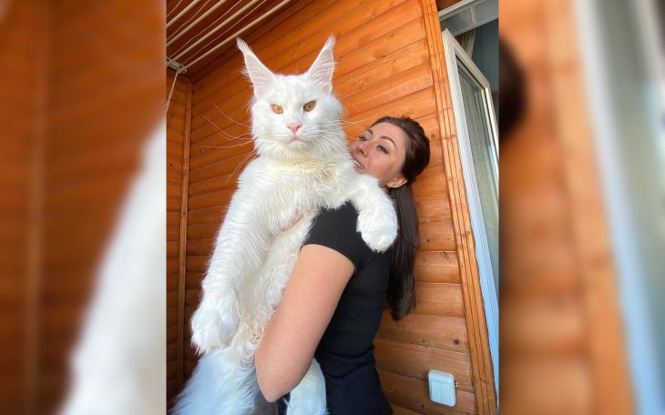 Kefir, el gato que mide metro y medio y pesa 12 kilos