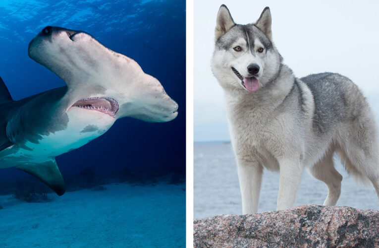 Perro enfrenta a un tiburón martillo