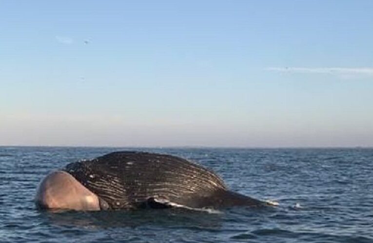 Enorme ballena es hallada muerta frente a costas de Sinaloa