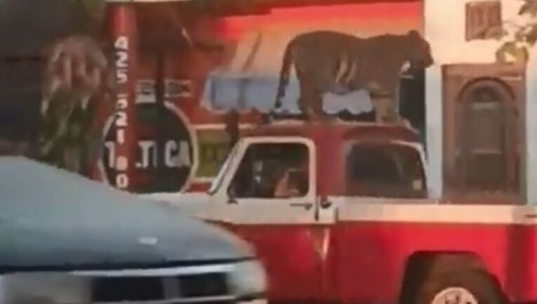 Tigre fue captado paseando en el techo de una camioneta en Michoacán