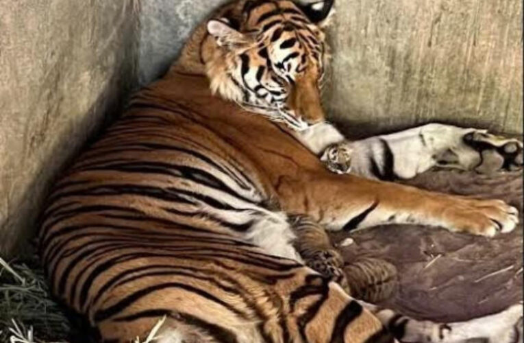'Rapunzel' y 'Apolo' se convierten en padres tras nacimiento de 3 tigres en Zoo de Chihuahua
